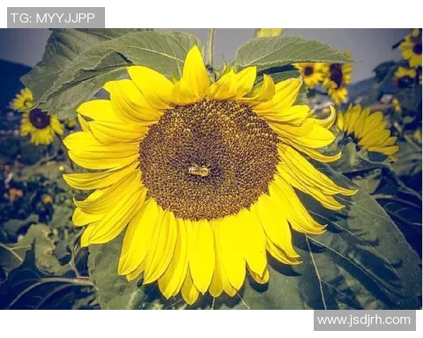 乒乓球传奇李秀英的奋斗历程与人生感悟对话录